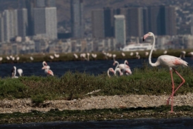 izmirde-flamingo-yolu-turu-renkli-goruntulere-sahne-oldu-6weyVlM6.jpg