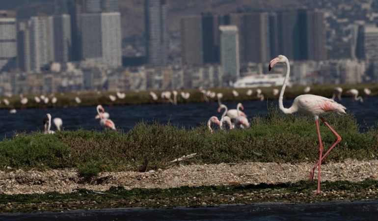 İzmir’de ‘Flamingo Yolu’ turu renkli görüntülere sahne oldu