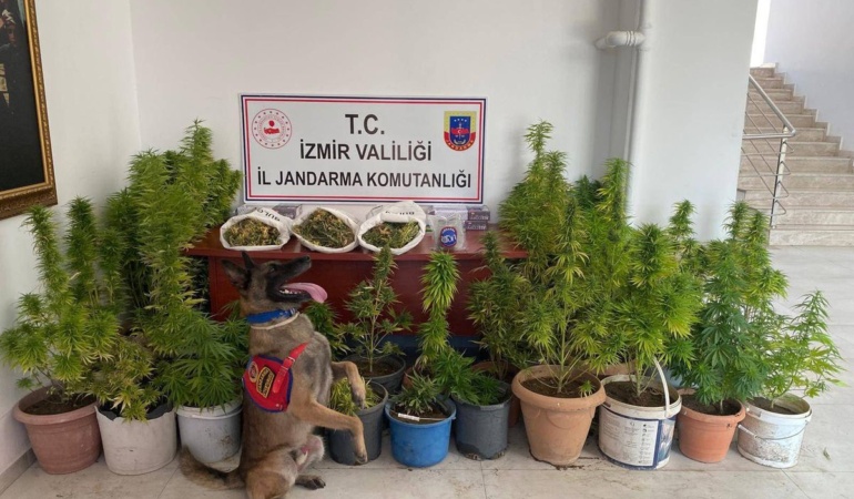 İzmir’de Uyuşturucu Operasyonu: 8 Kilo 339 Gram Kubar Esrar ve 906 Kök Kenevir Ele Geçirildi